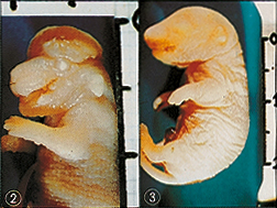 ワンダフルKを与えたマウスの奇形仔と正常な胎仔